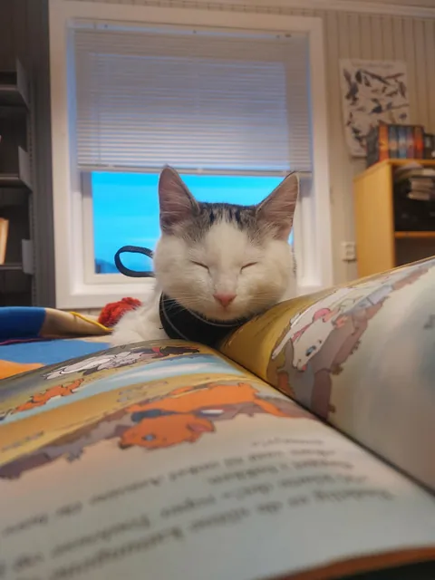 Library kitty update: He was caught sleeping on the job and stalking the visitors.