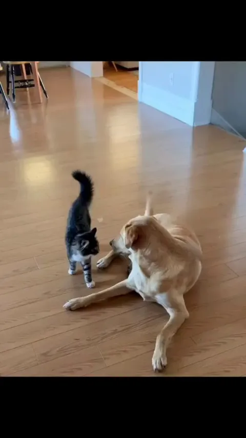 I am the witness, doggo started the war...