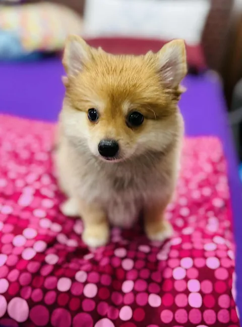 Pictures of Coco my mom took