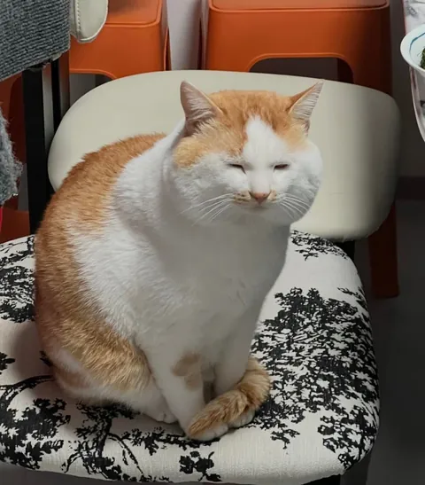 Biggest transformation. Literally grown to be a bun face.