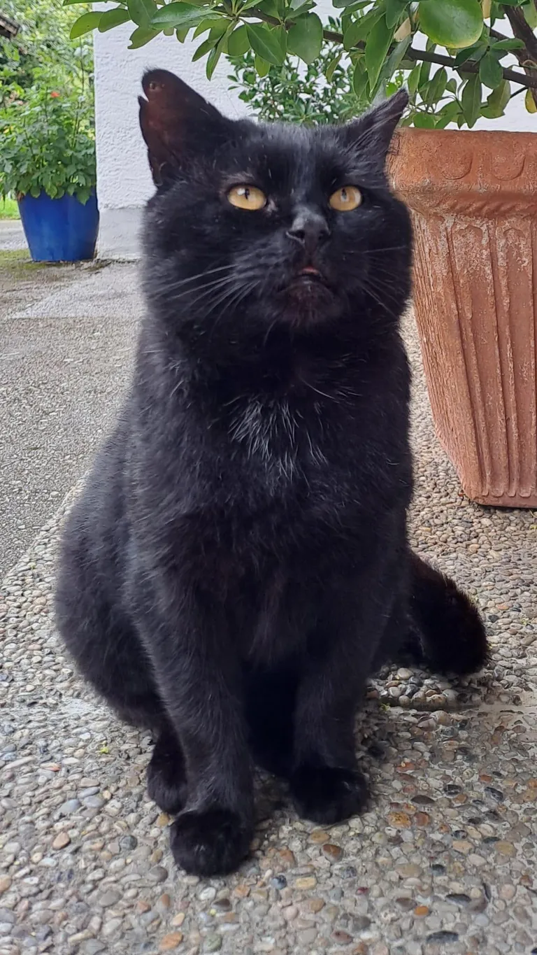 The local farm cat (Katerchen) at my in-laws came to show off the winter coat he's already growing for the coming winter. Maybe he also came for a snack, but he swears that's not the main reason for his visit.