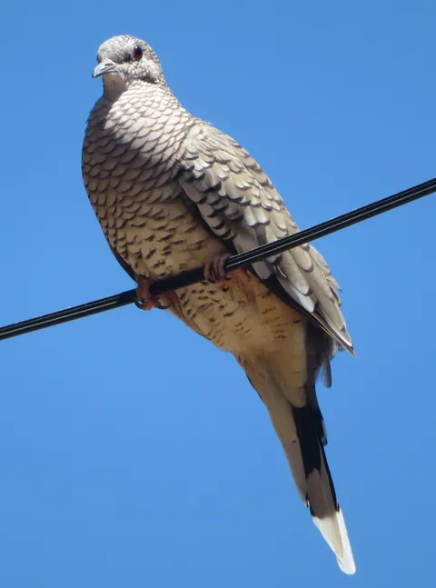 🔥 Came across this majestic pigeon in Pantanal