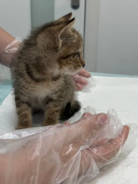 On my way to work this morning, I found this little kitten under my office building