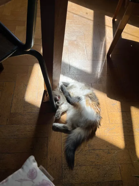 Our new fluffy roommate after just 10 days with us