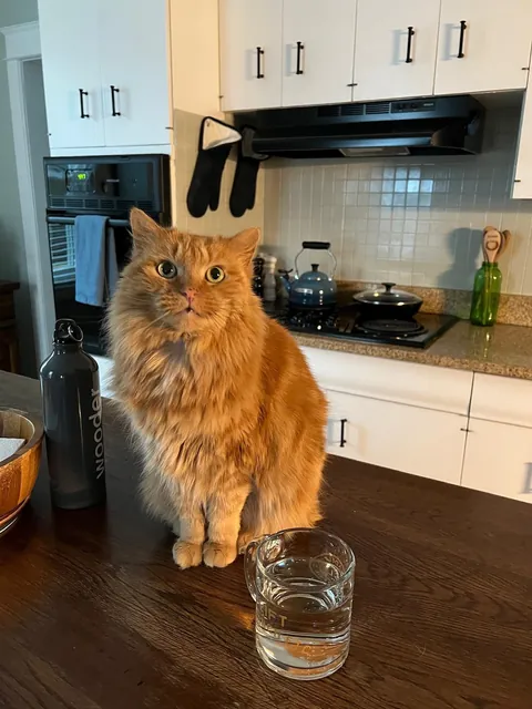 Melissa’s transformation from street cat to bougie cat