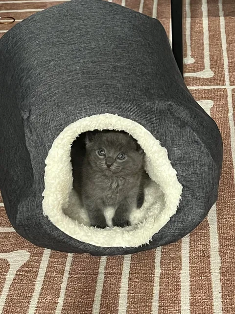 A year ago, this little nugget was found inside a Humvee. Introducing Midnight.