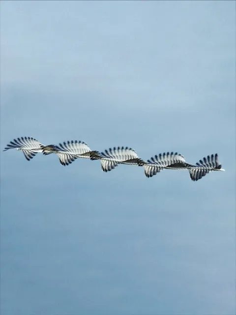 This spanish photographer(Xavi Bou) has traced the flight path of birds by compositing thousands of frames.