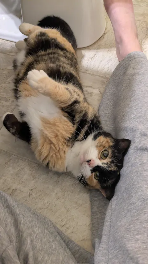 Stray girl has come SO FAR! From hiding to cuddling!