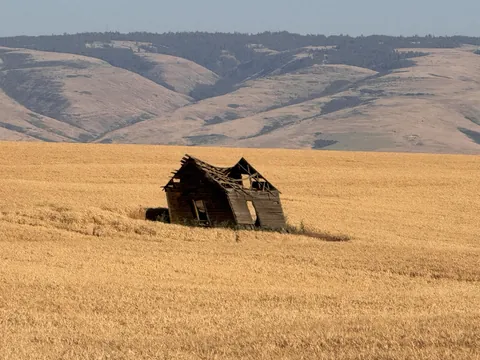 Shack in a wheat field