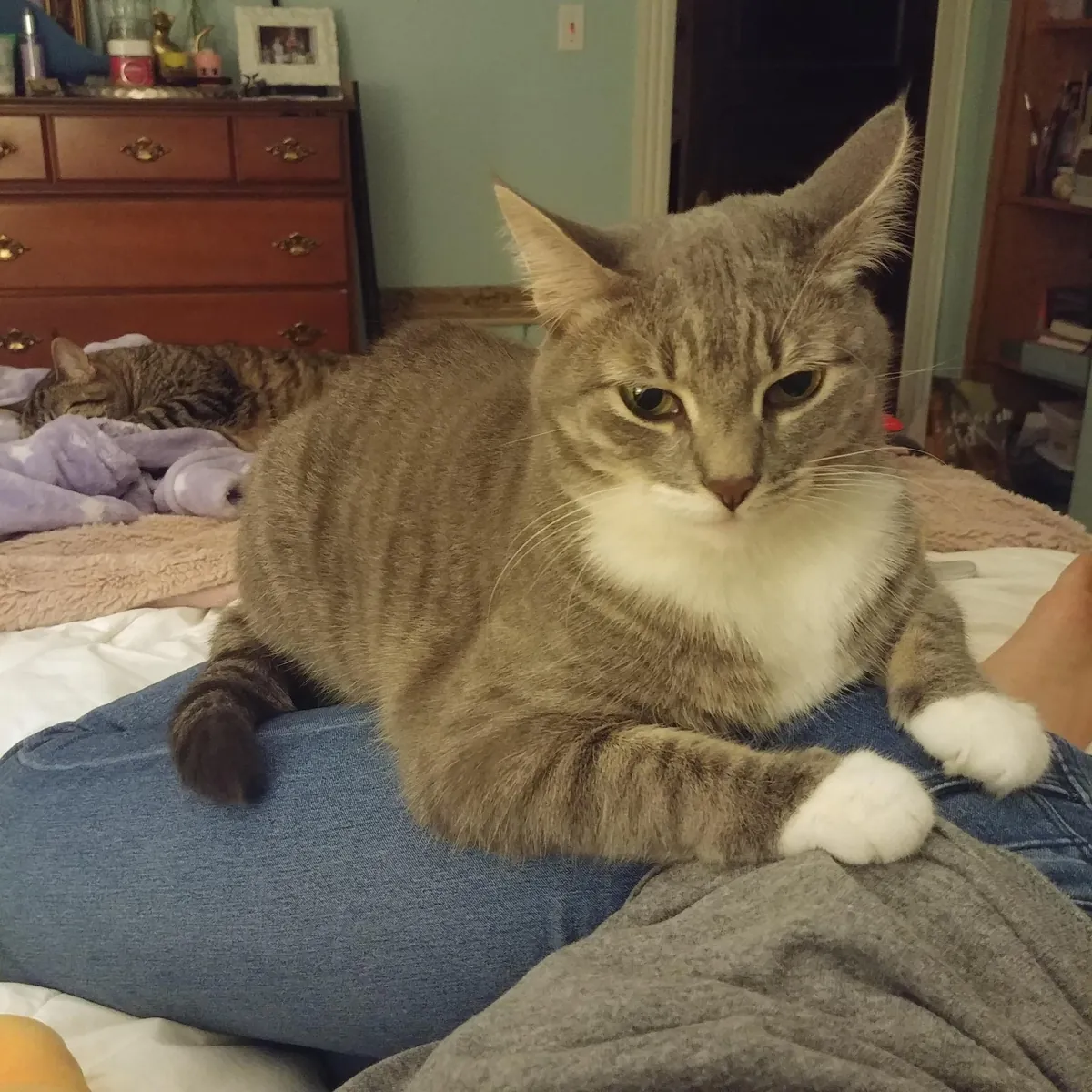 Anyone else's cat sleep on your butt/body??