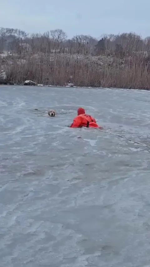 While out on a morning walk, a dog wandered onto a frozen pond and fell through the thin ice. A firefighter successfully rescued it.