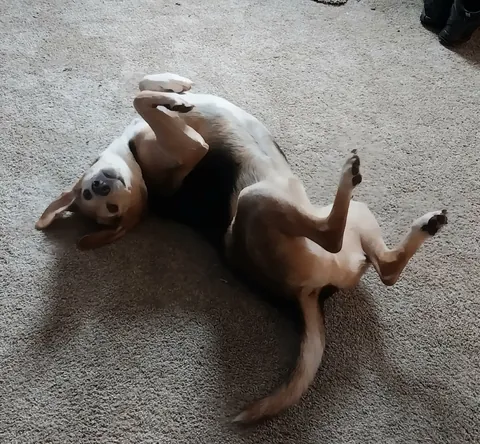 A rare sighting of the elusive North American Wigglehound in its natural habitat, the living room carpet.
