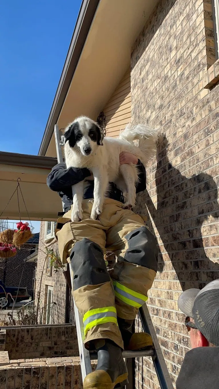 From our local fire department 😂 (he is safely in his back yard)