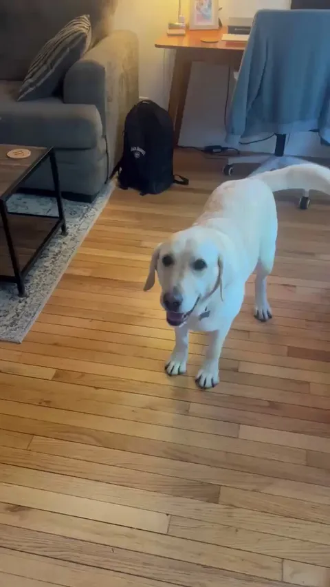 I think he wanted his dinner. 