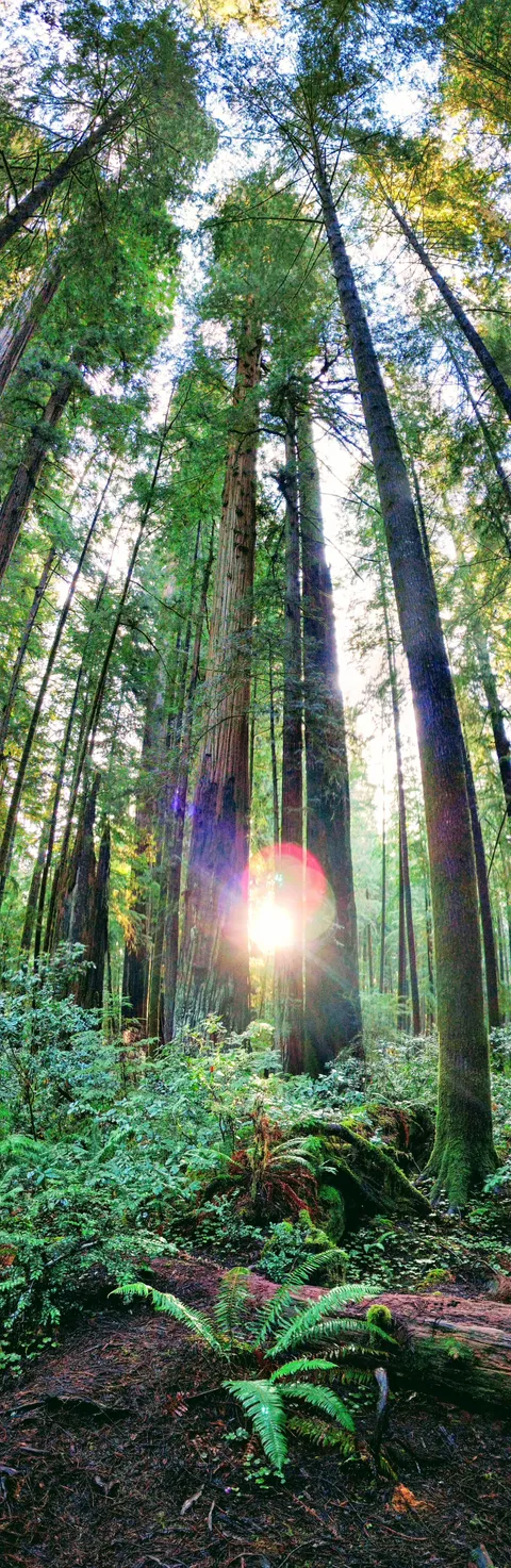 I questioned why I would ever need to do a vertical panorama. Then I went to the Redwoods. [OC] [1832 x 5622]