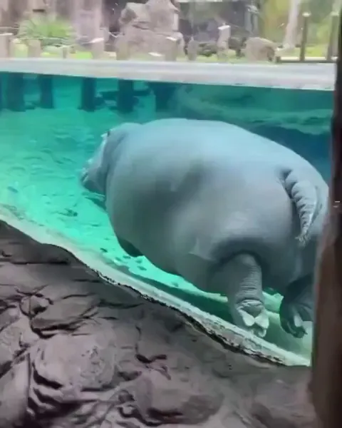 FUN FACT: Hippos cannot actually swim. Because their bodies are far too dense for them to float, they move in water by propelling themselves using intermittent ground contact