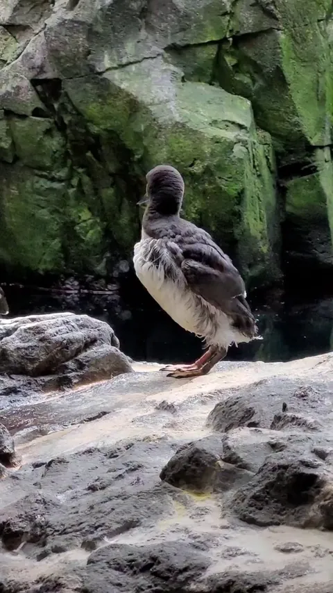 Normal day at the aquarium