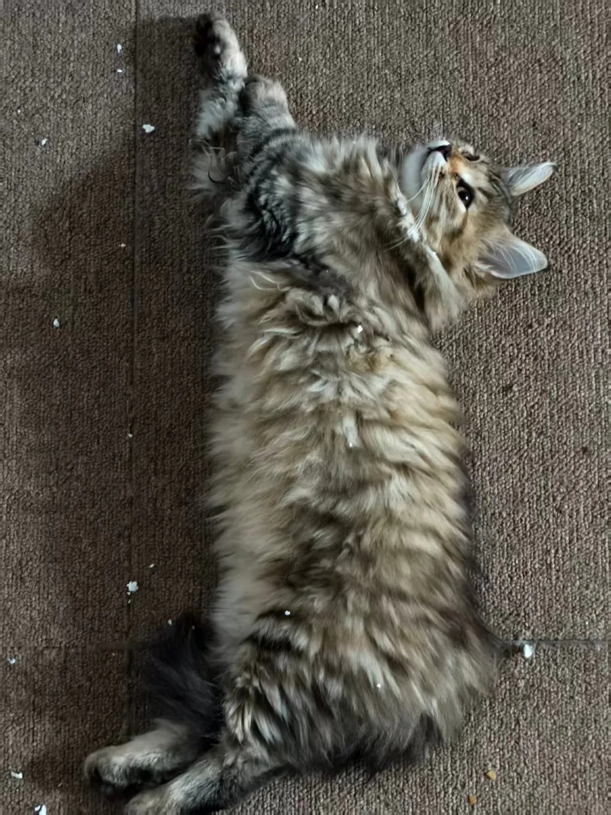 She went from “I’m a predator” to “I’m a carpet.”