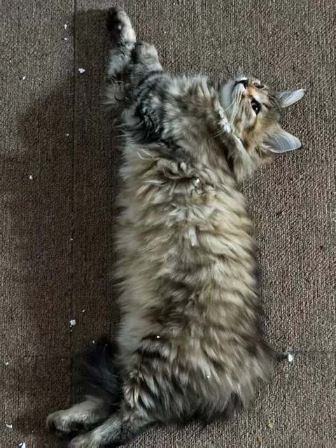 She went from “I’m a predator” to “I’m a carpet.”