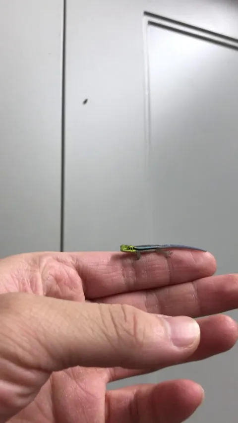 Hunting fruit flies with all natural methods