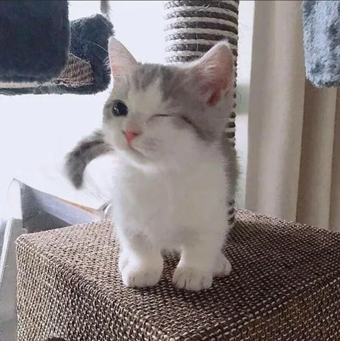 Help me choose a name for this kitten