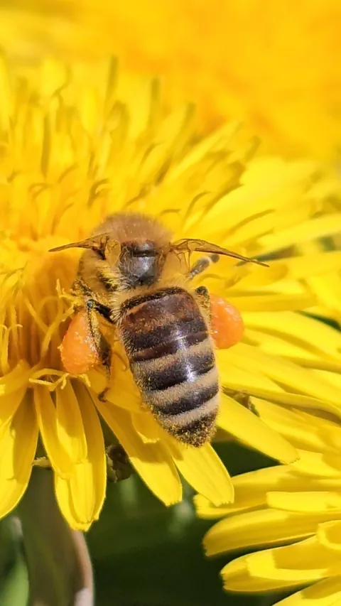 They could never make me hate you, dandelions