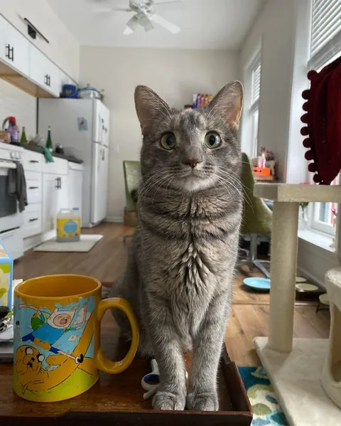 My cat is obsessed with me, separation anxiety?