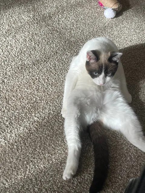 Drop your cats in their silliest positions !!!!