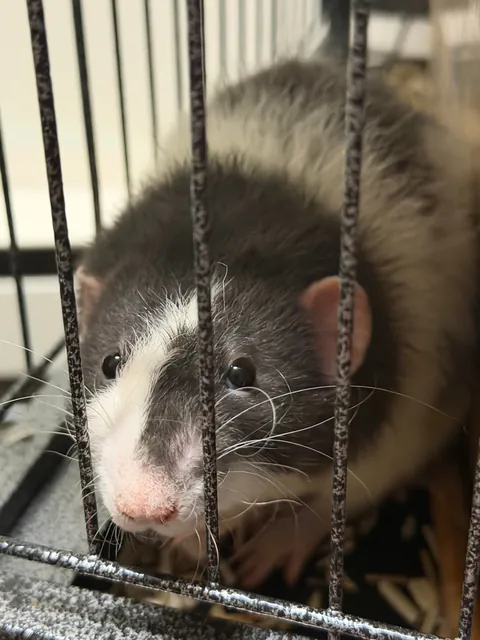 The difference between askin for snacks and bein told you’ve had plenty 🤣🤣