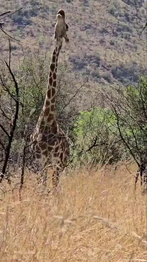 🔥 A number of herbivores chew bones, ostensibly to supplement their phosphorus and calcium intake, a practice called osteophagy