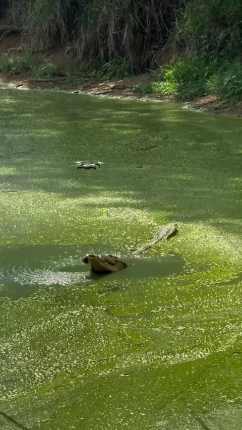 Another slow day in the swamp