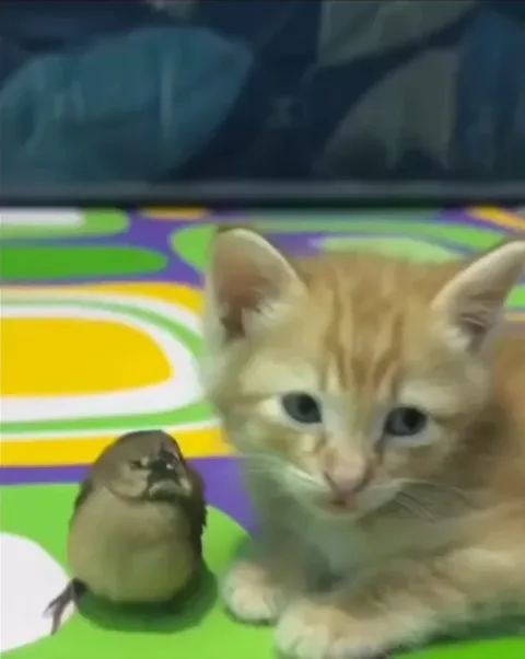 Bird noticed that his best friend was falling asleep so he volunteered to be a pillow