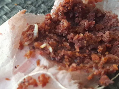 Found worms in my tea bag