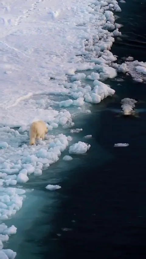 🔥 Polar bear attempts to hunt a pod of beluga whales