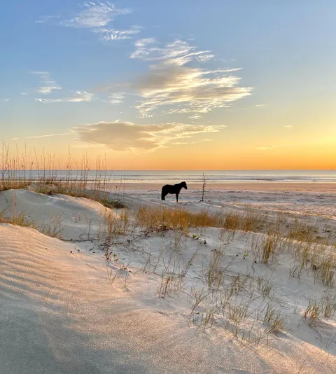 🔥Feral horse chilling on the beach at Cumberland Island, Georgia