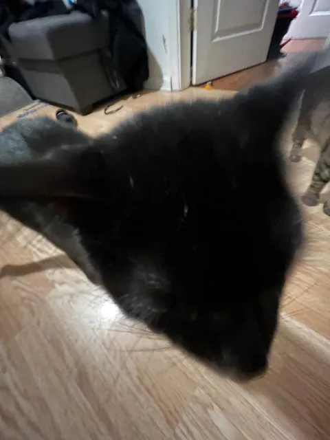 My goodest boy (only boy)