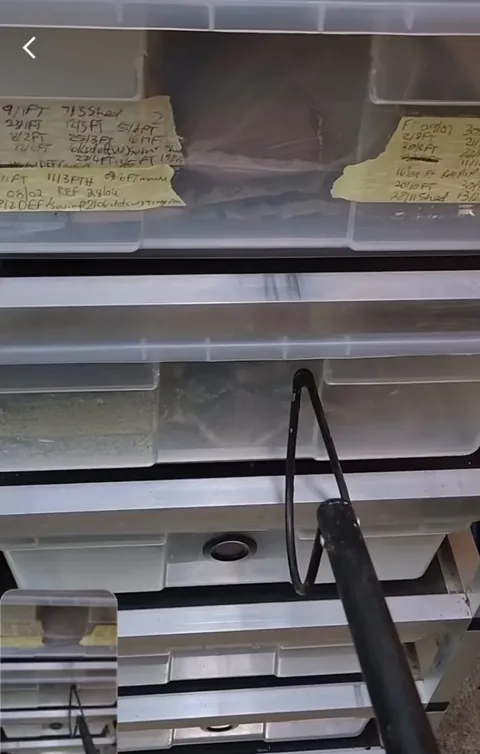 West African Gaboon Viper named Gangster