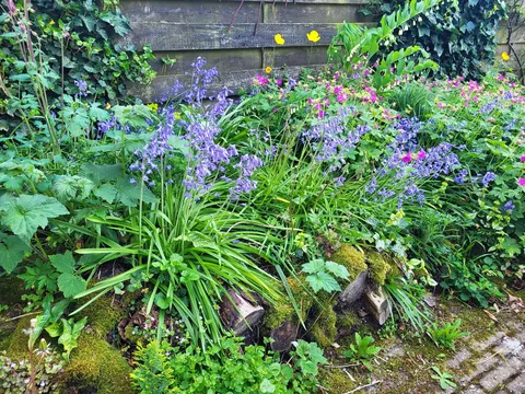 I stacked up some old logs in a corner of the yard and left them alone