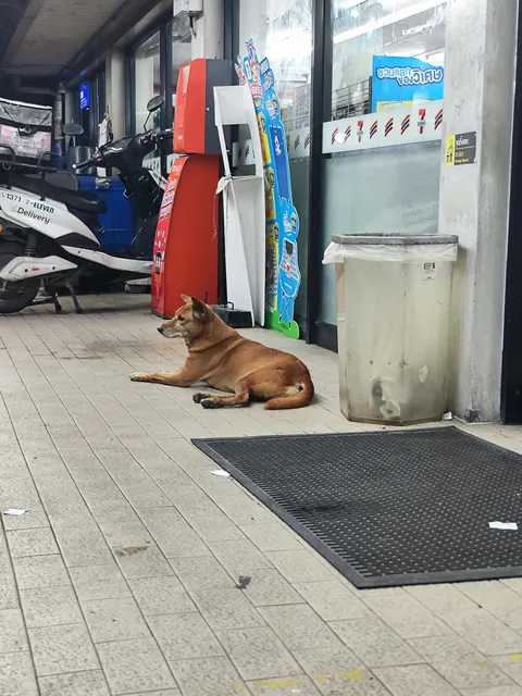 I have noticed that most of 7 elevens have this dog