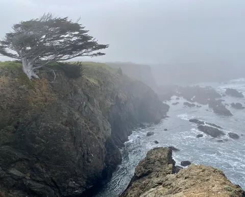 The way the wind has shaped this cliffside tree 