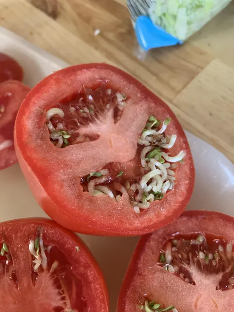 My tomatoes sprouted internally, and could only tell when I cut them open.