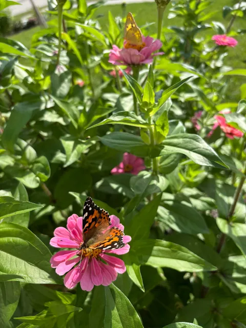 Heard that a neighbor has been complaining about these "noxious weeds" of mine. 😆