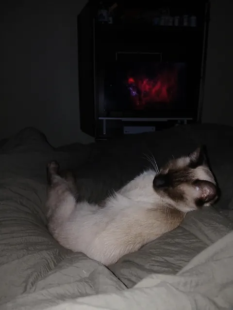 We adopted a rescue siamese that was supposed to be a short-hair... turns out she was just really malnourished (slideshow)
