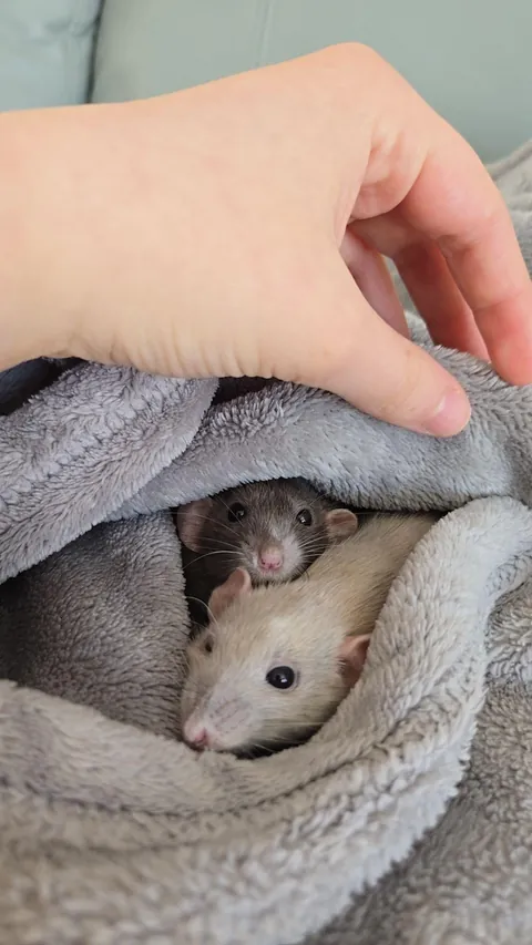 Jimily &amp; friends rat photos dump!
