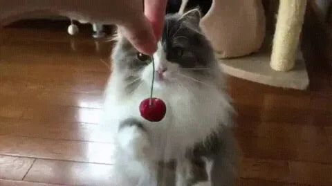 "As Gentle as a Cat Touching a Cherry"