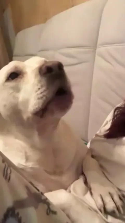 Why are the parents So unsupportive. I insist that he should be allowed to pursue his passion✊🐶