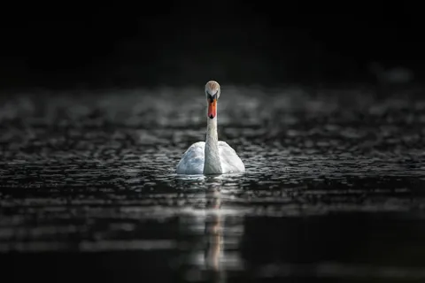 Face to face with a Swan