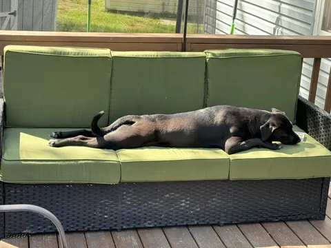 I got up for 15 seconds and she decided that was her couch now