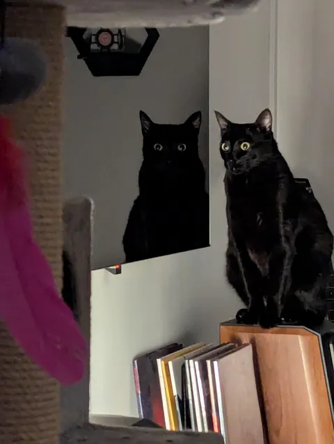 Fuzz being creepy by looking directly at me from the TV reflection