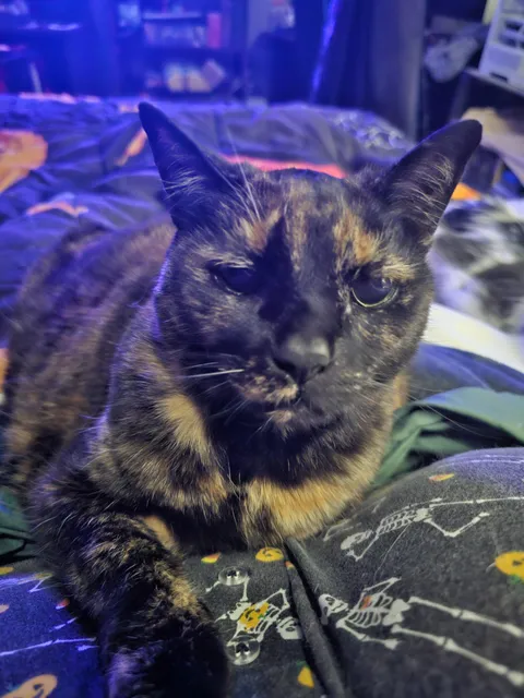 Adopted this beautiful lady 17 years ago today